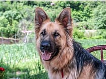 German Shepherd dog 