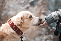 man feeding dog