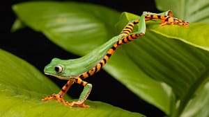 frog 
