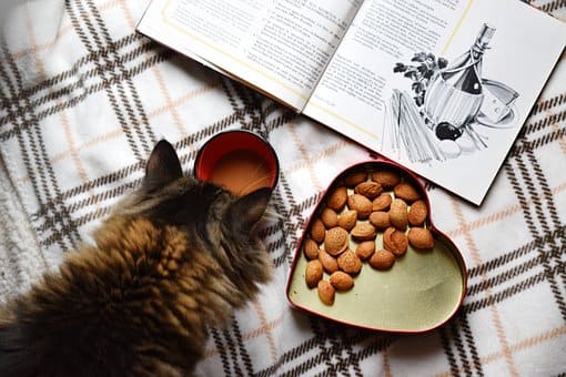 kitten food